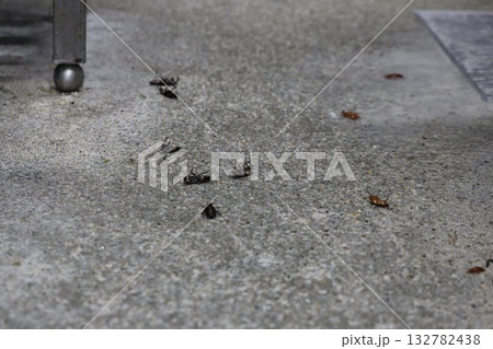 多数のクロゴキブリ 132782438