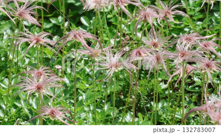 旭岳に咲いた後のチングルマ 132783007