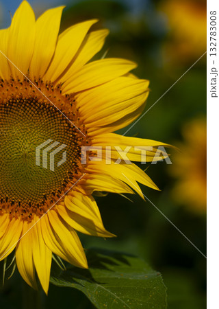 Vibrant Sunflower in Full Bloom 132783008