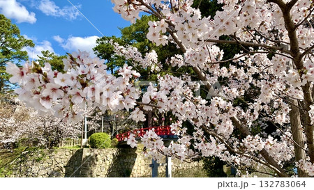 満開の桜越しに見る赤い神橋〈岡崎城公園(龍城堀)/愛知県岡崎市〉 132783064