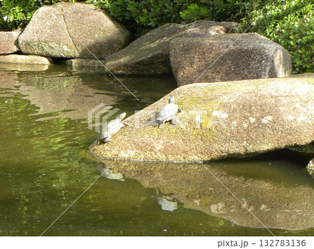 稲毛海浜公園の浜の池の亀 132783136