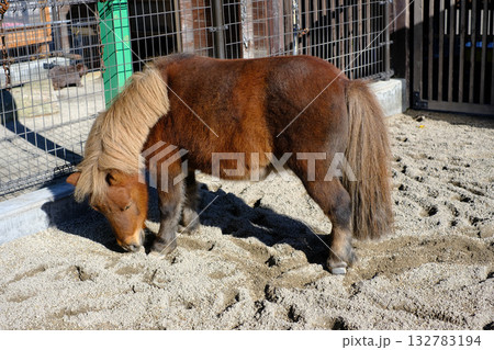 函館公園ポニー 132783194