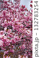 満開の河津桜原木 132783254