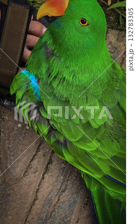 green parrot showcases a vivid orange beak and sharp eye, set against a warm neutral backdrop. A striking nature portrait highlighting color, detail, and avian character. 132783305