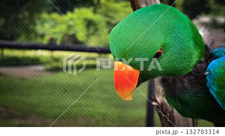 green parrot showcases a vivid orange beak and sharp eye, set against a warm neutral backdrop. A striking nature portrait highlighting color, detail, and avian character. 132783314