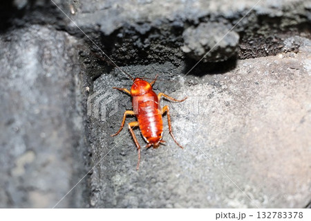 ワモンゴキブリの幼虫 132783378