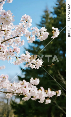 二十四節気・春の情景④ 春分（野鳥） 132783482