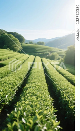 二十四節気・夏の情景⑦立夏(茶畑) 二十四節気・夏の情景⑦立夏(茶畑) 132783586