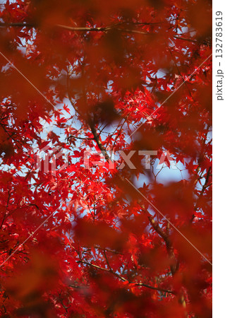 紅葉した散歩道 132783619