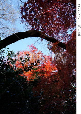 紅葉した散歩道 132783643