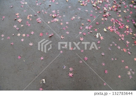 紅葉した散歩道 132783644