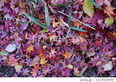紅葉した散歩道 132783649