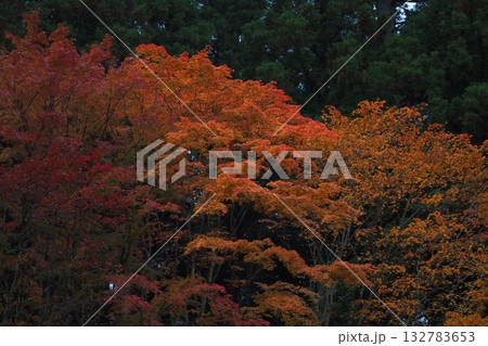 紅葉した散歩道 132783653