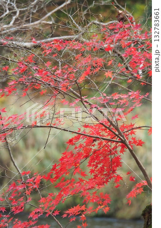 紅葉した散歩道 紅葉した散歩道 132783661