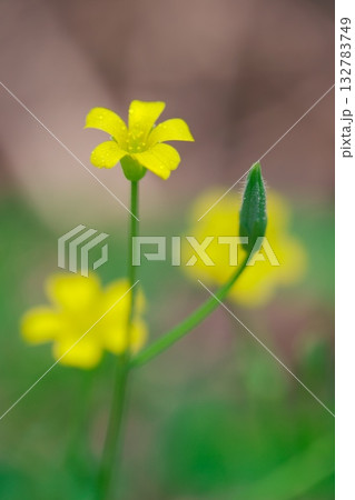 初夏に咲く可憐な花のタチカタバミと蕾 初夏に咲く可憐な花のタチカタバミと蕾 132783749