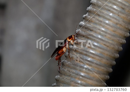 張り付くワモンゴキブリ 132783760