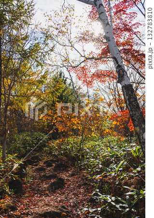 秋の乗鞍高原　MBTトレイル 132783810