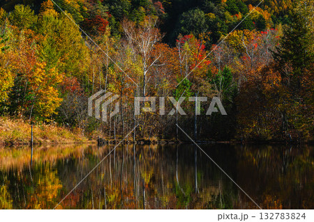 まいめの池　乗鞍高原 132783824