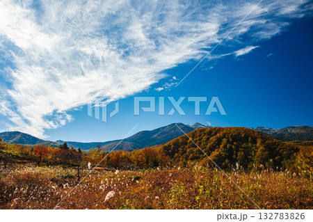 乗鞍高原の紅葉 乗鞍高原の紅葉 132783826