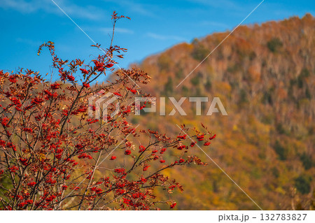 赤い実と紅葉した山　乗鞍高原 132783827