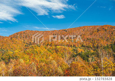 まいめの池周辺の美しい紅葉　乗鞍高原 132783828