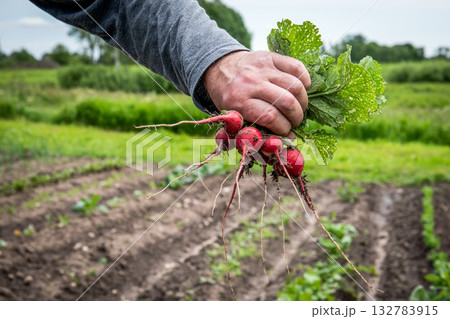Close-up of a farmers hand holding freshly picked radishes with leaves and roots 132783915