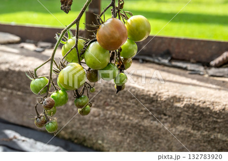 Cluster of unripe green tomatoes hanging on a plant branch outdoors, illuminated by natural sunlight Cluster of unripe green tomatoes hanging on a plant branch outdoors, illuminated by natural sunlight 132783920
