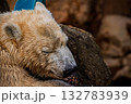 Dreaming Bear − 安らぎのひととき 132783939