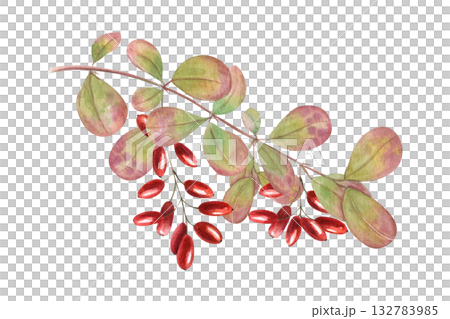 Watercolor barberry branch with bright red berries bunch and leaves on isolated background. Wintergreen wild berry twig illustration for autumn design, herbal medicine concept, healthy lifestyle decor Watercolor barberry branch with bright red berries bunch and leaves on isolated background. Wintergreen wild berry twig illustration for autumn design, herbal medicine concept, healthy lifestyle decor 132783985