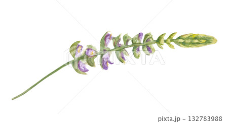 Blooming meadow flowers watercolor illustration on isolated background. Hand drawn coleus, melissa, sage or mint plant. Floral medicinal element for natural products decor, greeting card design. 132783988