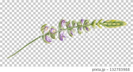 Blooming meadow flowers watercolor illustration on isolated background. Hand drawn coleus, melissa, sage or mint plant. Floral medicinal element for natural products decor, greeting card design. 132783988