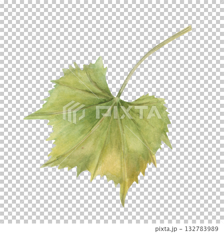 Green grape leaf watercolor illustration on isolated background. Single cissus or Actinidia leaves. Top view. Hand painted floral element for invitation design, decor. Green grape leaf watercolor illustration on isolated background. Single cissus or Actinidia leaves. Top view. Hand painted floral element for invitation design, decor. 132783989
