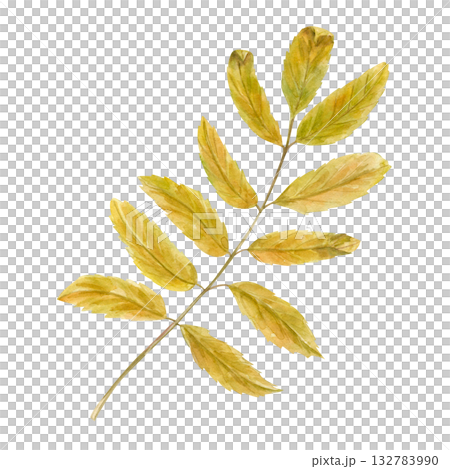 Yellow rowan tree leaves on stem watercolor illustration on isolated background. Autumn mountain ash branch. Seasonal harvest element for herbal medicine concept, frame, packaging. 132783990