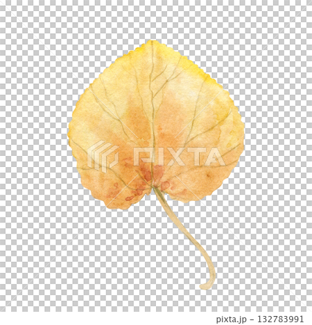 Aromatic autumn leaf of Japan Katsura tree watercolor illustration on isolated background. Cercidiphyllum japonicum in warm yellow colors. Top view. Hand painted floral element for decor. 132783991