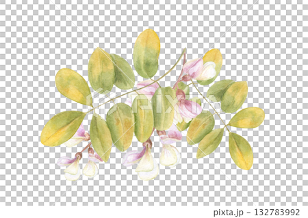 Locust tree branch with leaves and white flowers watercolor illustration on isolated background. Hand drawn acacia or robinia pseudoacacia. Floral bunch for wedding textile, greeting card design. 132783992