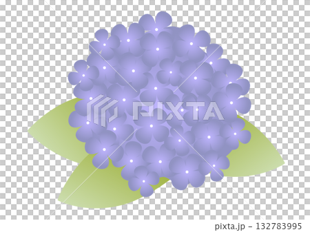 The refreshing colors of early summer, the flower of the rainy season, and the adorable purple hydrangea The refreshing colors of early summer, the flower of the rainy season, and the adorable purple hydrangea 132783995