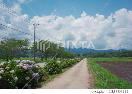 三重県津市久居一色町　アジサイ咲く榊原温泉へのフラワーロード 132784151