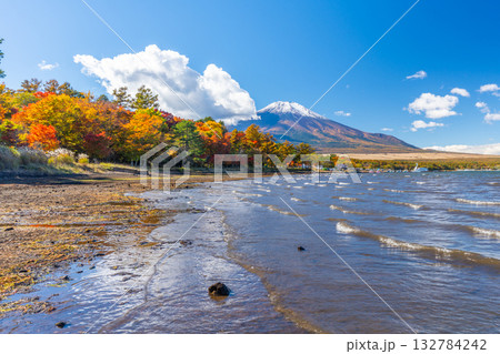 山中湖 紅葉 富士山 山中湖 紅葉 富士山 132784242