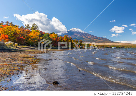 山中湖 紅葉 富士山 山中湖 紅葉 富士山 132784243
