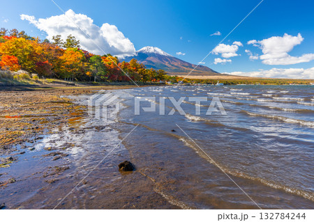 山中湖 紅葉 富士山 山中湖 紅葉 富士山 132784244