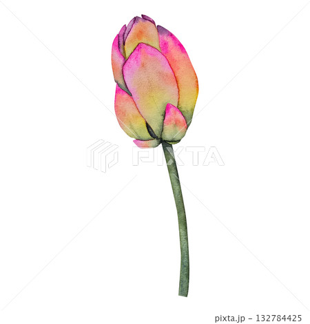 Watercolor illustration closed lotus bud in soft pink, yellow and green shades, painted in botanical style. Ideal for yoga branding, wellness products, spa packaging, wedding decor, and cosmetics. Watercolor illustration closed lotus bud in soft pink, yellow and green shades, painted in botanical style. Ideal for yoga branding, wellness products, spa packaging, wedding decor, and cosmetics. 132784425