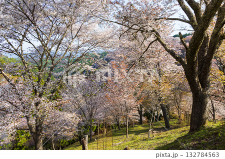 春の奈良　日本一の桜の名所　吉野山中千本　　 132784563