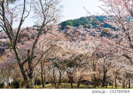 春の奈良　日本一の桜の名所　吉野山中千本　　 132784564