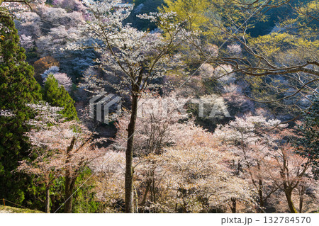 春の奈良 日本一の桜の名所 吉野山中千本 春の奈良 日本一の桜の名所 吉野山中千本 132784570