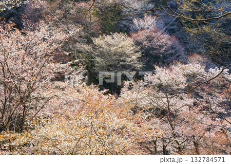 春の奈良 日本一の桜の名所 吉野山中千本 春の奈良 日本一の桜の名所 吉野山中千本 132784571