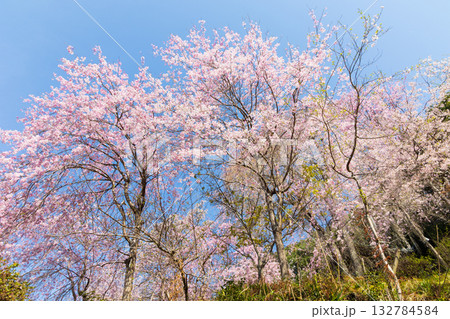 春の奈良 日本一の桜の名所 吉野山中千本 如意輪寺 春の奈良 日本一の桜の名所 吉野山中千本 如意輪寺 132784584