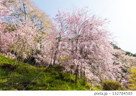 春の奈良　日本一の桜の名所　吉野山中千本　如意輪寺 132784585