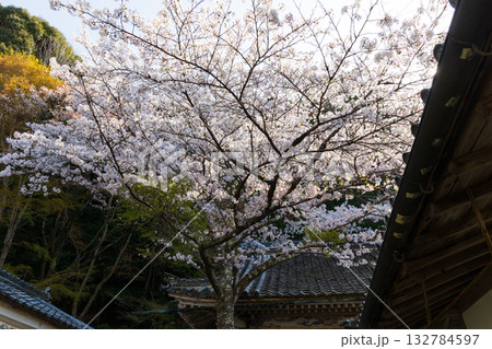 春の奈良 日本一の桜の名所 吉野山中千本 如意輪寺 春の奈良 日本一の桜の名所 吉野山中千本 如意輪寺 132784597