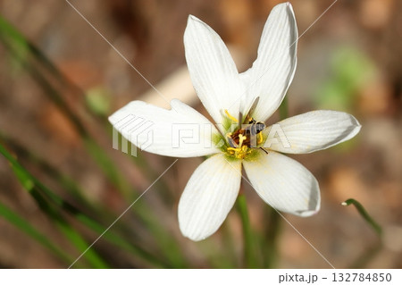 タマスダレの花と蜂 タマスダレの花と蜂 132784850