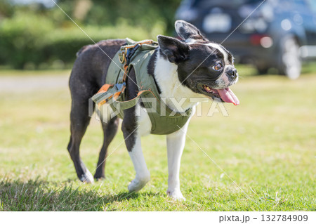 ボストン・テリア 132784909